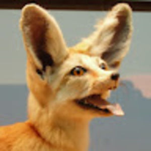 Meet your Posher, Anne